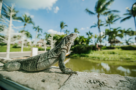 Vidanta Riviera Maya es el primero en obtener dicha certificación en México, la cual ha sido otorgada a tan solo 21 entidades alrededor del mundo.